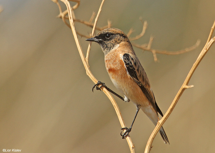       Eastern Stonechat  Saxicola  variegata / armenica .          the Btecha  Israel November 2010 Lior Kislev     